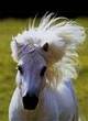 Coloriages Chevaux