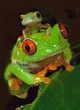 Coloriages Grenouilles