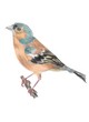 Coloriages Oiseaux