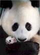 Coloriages Pandas